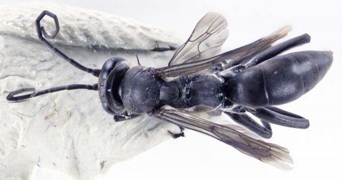 Réf. 209 014 : Agenioideus apicalis